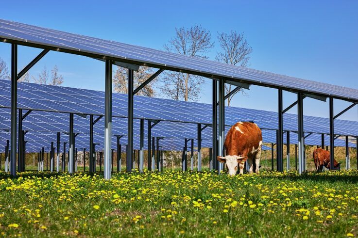 Bild von einer PV-Anlage, unter der Kühe grasen.