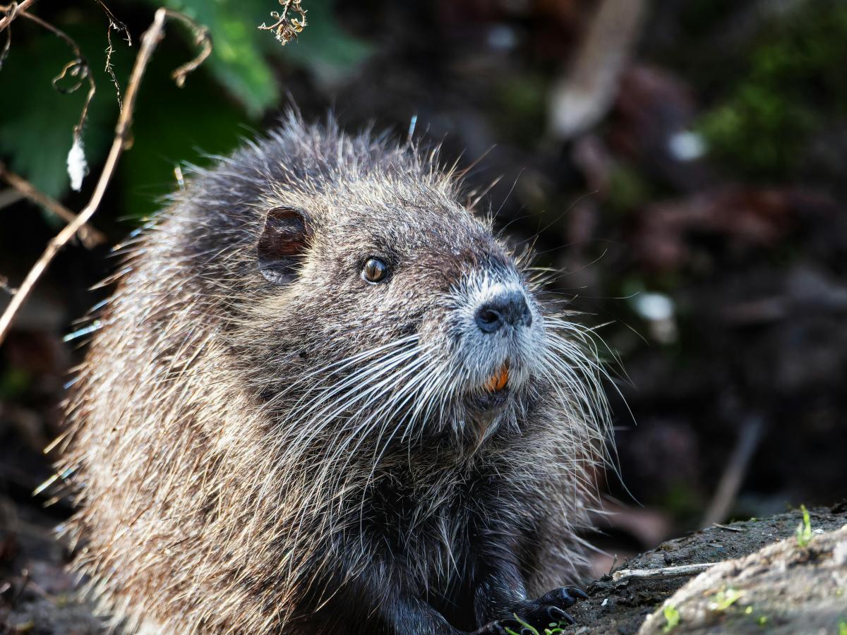 Ein Biber ist ganz aus dem Wasser gekommen, wirkt wie ein rundes Pelzknäuel.