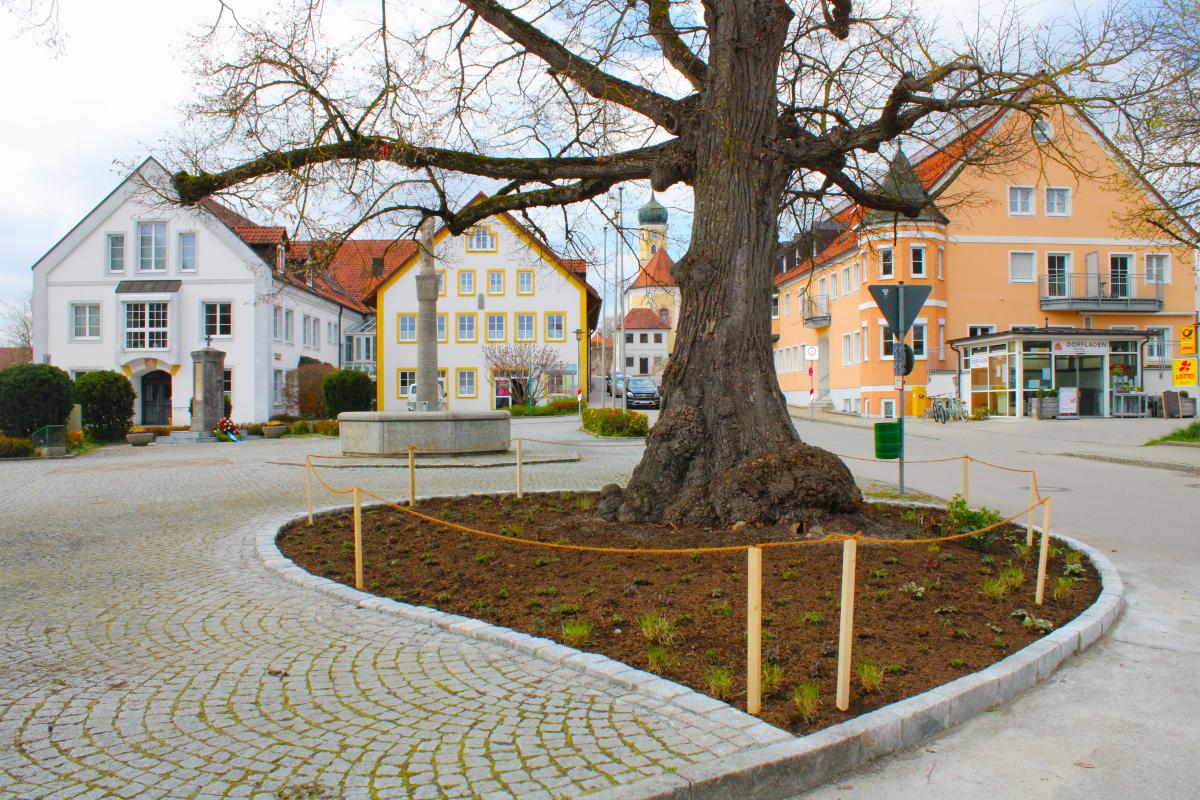 Bild von einer Linde am Dorfplatz.