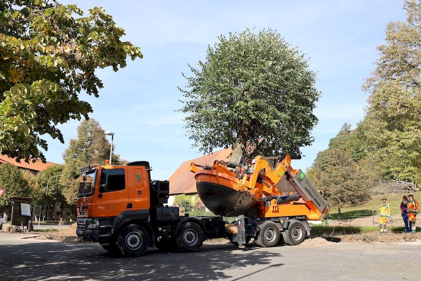 Ein LKW mit Rundspaten hebt einen Baum aus einer Grube