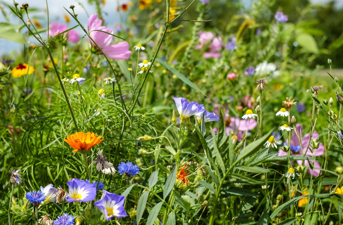 Blumenwiese