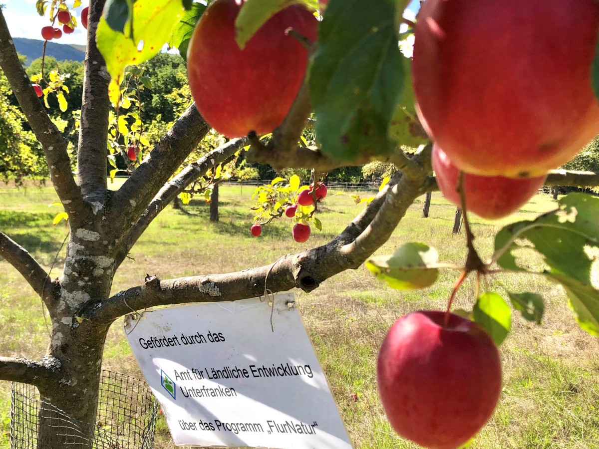Ein Apfelbaum kurz vor der Ernte. Zwischen den reifen Früchten hängt ein Schild mit einem Hinweis auf die Förderinitiative FlurNatur.